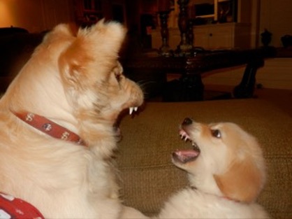 Dogs Playing Adult and Puppy